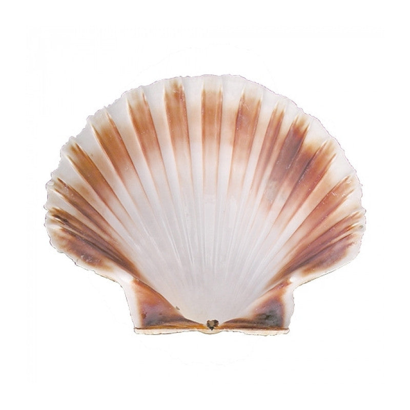 Coquille Saint-Jacques Ø12,0cm - Emga