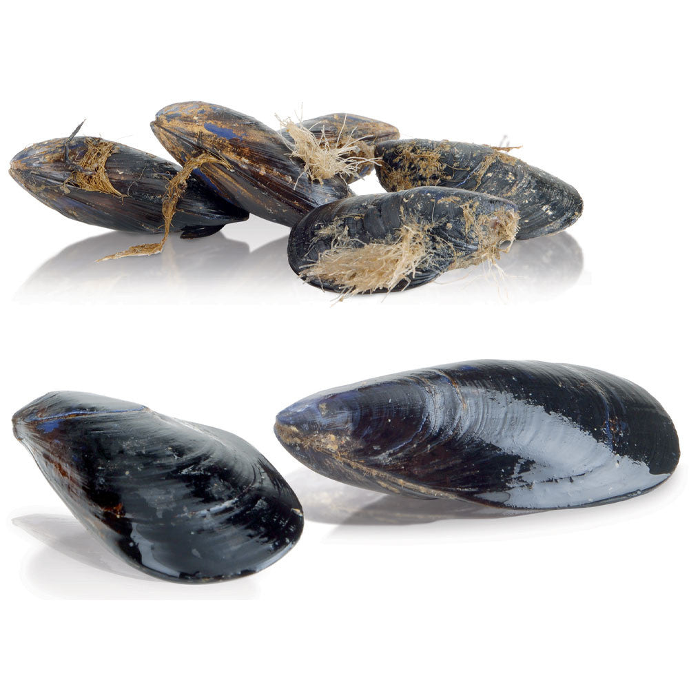 Lave-moules - 5 kg production 75 kg/h - Diamond